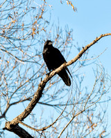 Common Raven