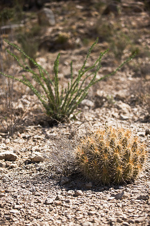 Big Bend_MLL4404