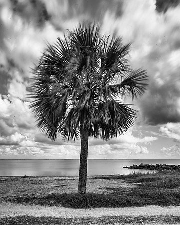 20 Seconds in the Life of a Palm Tree
