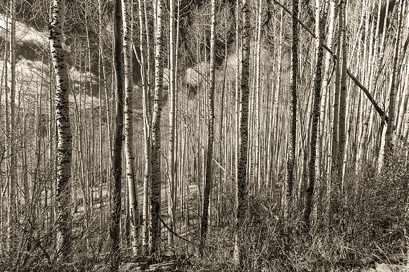 Aspens