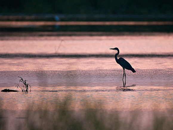 Great Blue Heron