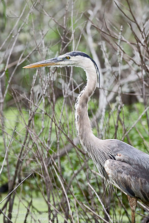 Great Blue Heron