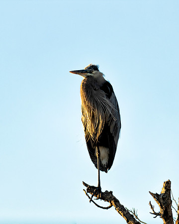 Great Blue Heron