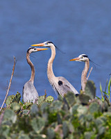 GBH