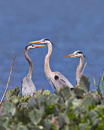 GBH