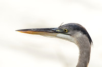 GBH