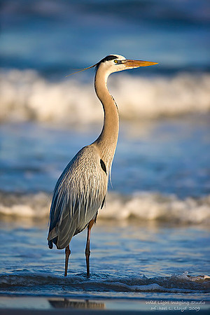 Great Blue Heron