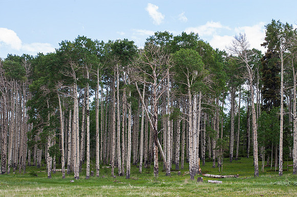 Aspens_M4L1869s