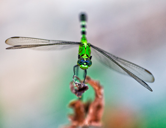 Dragonfly_4Y1W1150_June 15, 2008