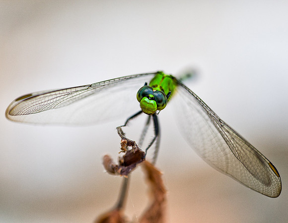 Dragonfly