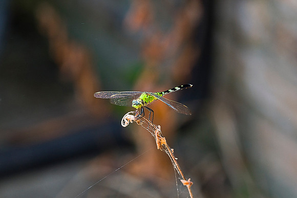 Dragonfly Macro