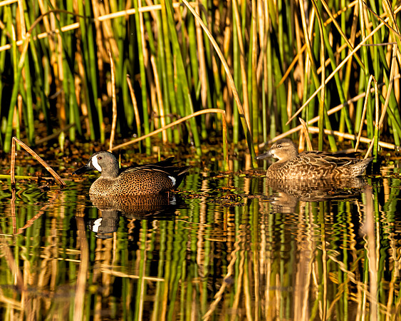 Blue-winged Teal