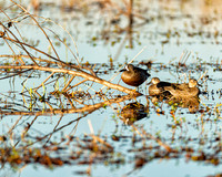 Blue-winged Teal
