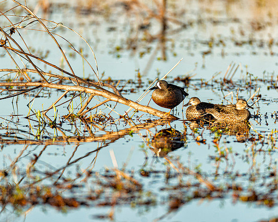 Blue-winged Teal