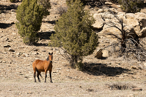 Wild Horse