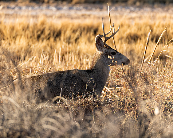 Mule Deer
