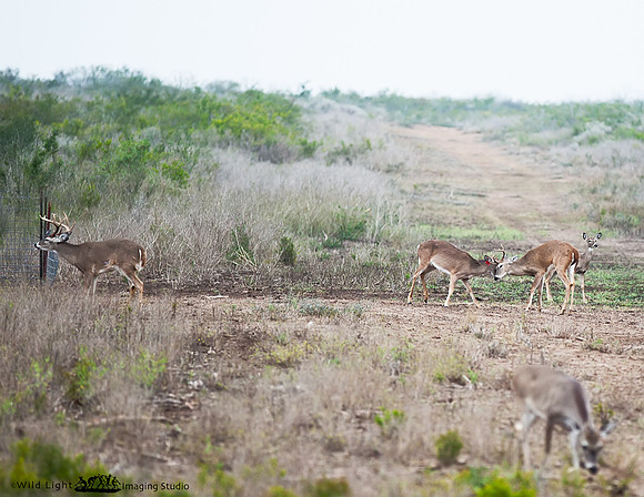 Whitetail JD Ranch IMG_7902