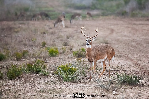 Young Whitetail Buck IMG_7897