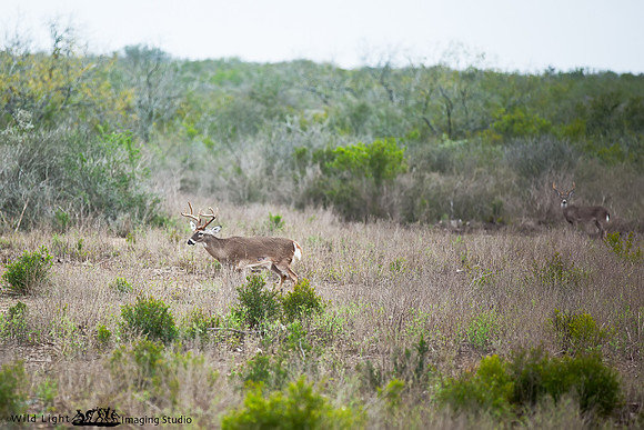 Whitetail JD Ranch IMG_7905