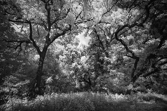 Trees