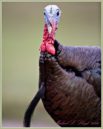 Turkey