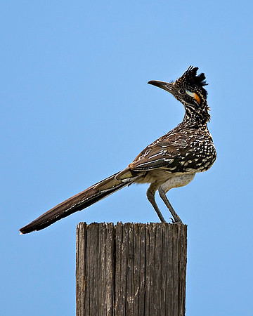 Roadrunner