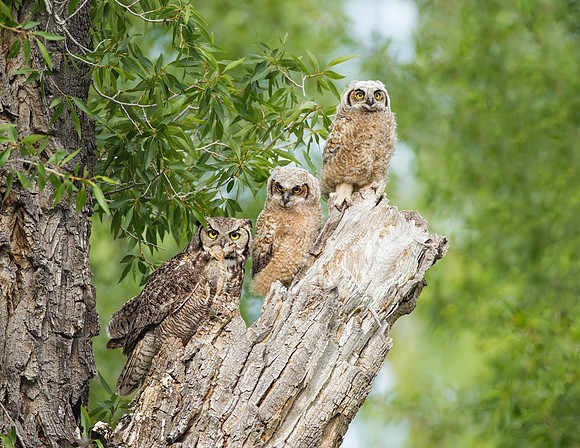 Great Horned Owl Family