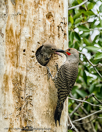 Northern Flicker