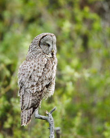 Great Gray Owl