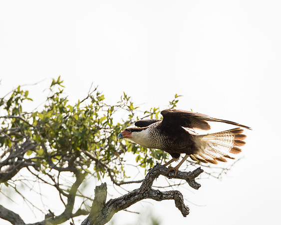 Crested Caracara