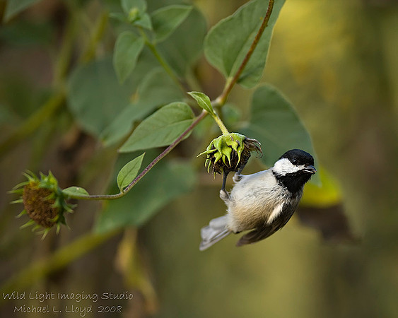 Black-capped Chickadee