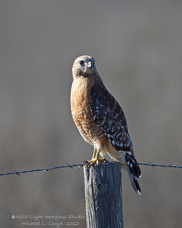 Red-shouldered Hawk