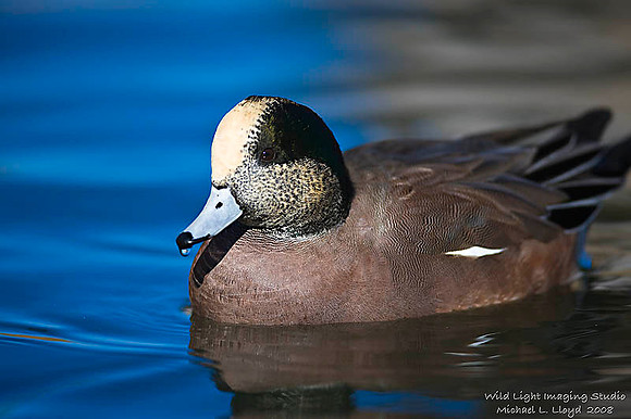 American Widgeon