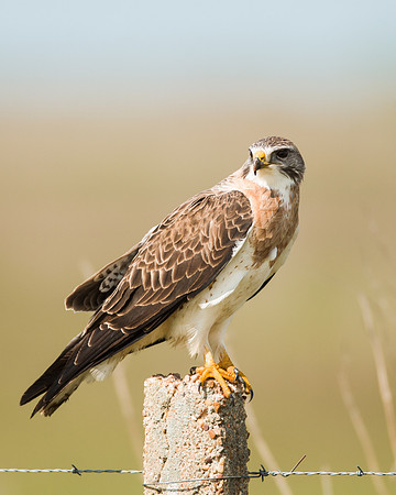 Swainson's Hawk