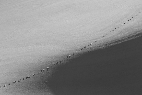 Tracks in the Dunes