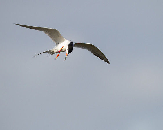Common Tern