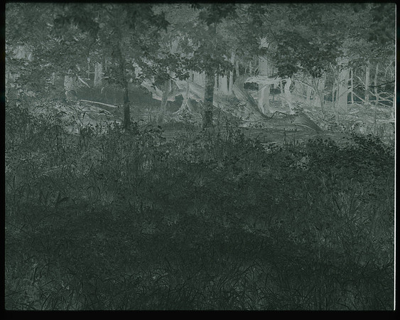 Deep in the Woods Test Negative`