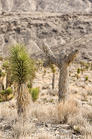 DV Joshua Tree_MLL3192