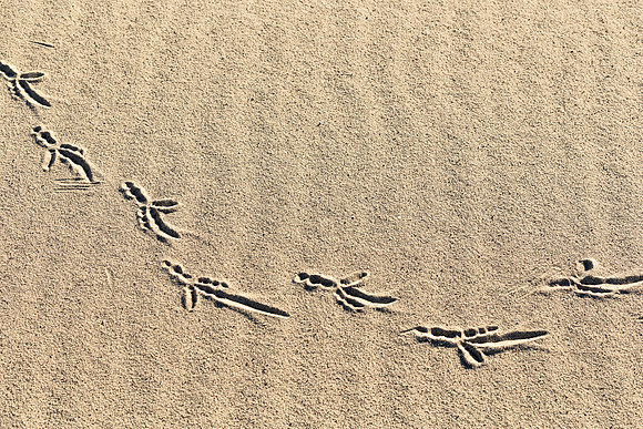 Eureka Dunes Tracks_MLL2880