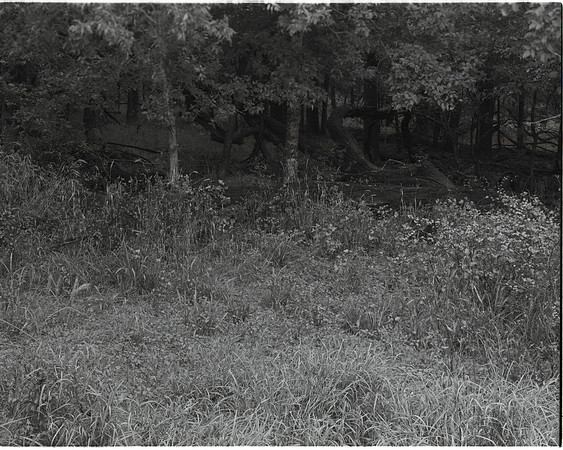 Deep on the woods Test