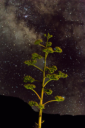 Century Plant Galaxie
