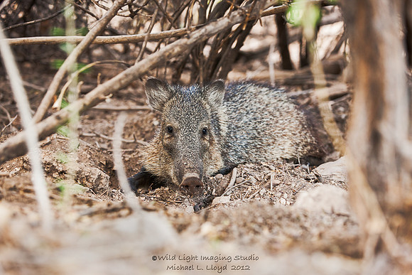 Javalina_MLL4880