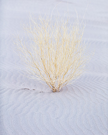 Eureka Dunes_MLL2833