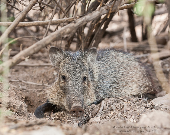 Javalina_MLL4880c