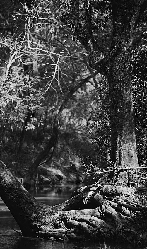 IMAGE: https://wildlightimagingstudio.com/img/s/v-10/p2952849301-5.jpg