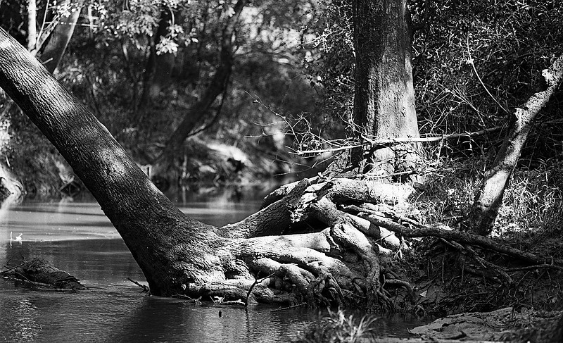 IMAGE: https://wildlightimagingstudio.com/img/s/v-10/p2952853412-4.jpg