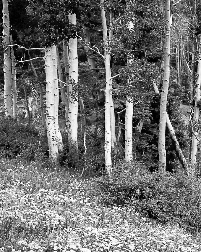 IMAGE: https://wildlightimagingstudio.com/img/s/v-10/p2952875041-5.jpg