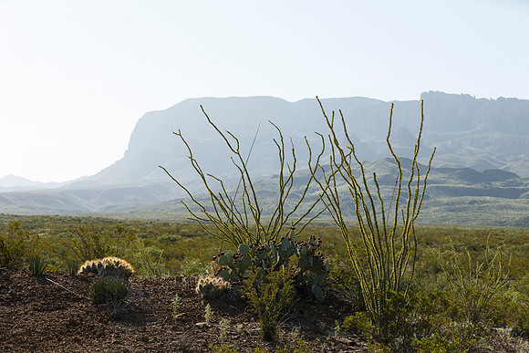 Desert Plants