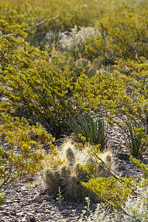 Desert Plants