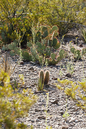 Desert Plants